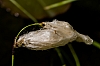 Wollgras - (c) K Eutebach.jpg